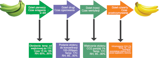 banany proces dojrzewania